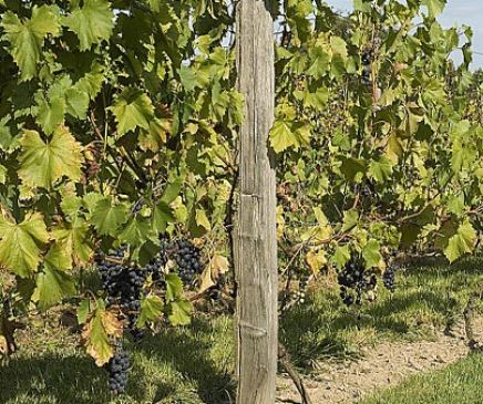 gfv groupement foncier viticole